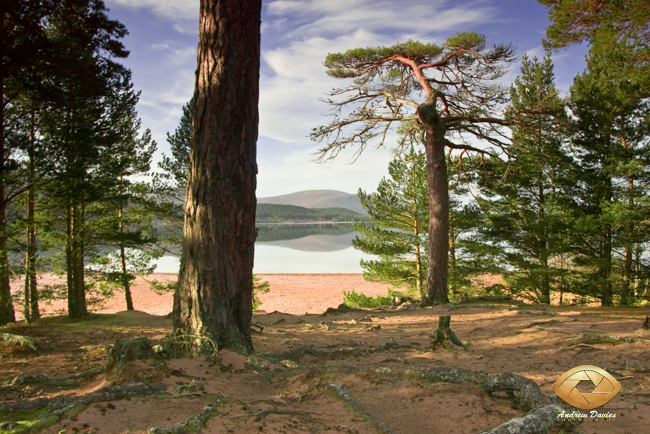 View from Glenmore campsite across Loch Morlich Scottish Highlands print