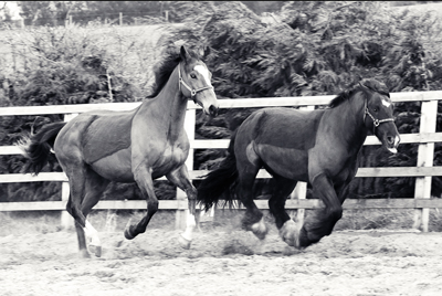 equestrian photography