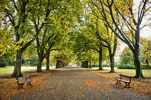 albert park middlesbrough print