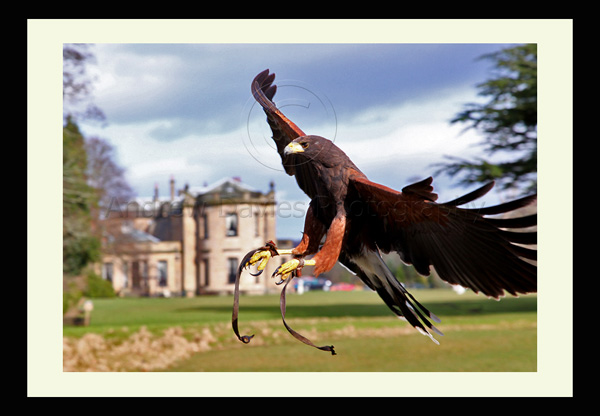 birds of prey exhibition