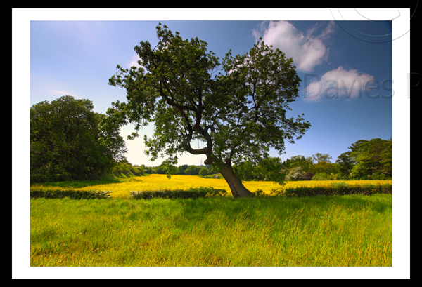 gisborough woods photo