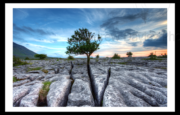 limestone pavements ingleborough
