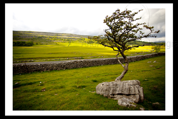 ingleborough worn wrecked tree
