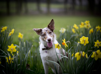 dog photography
