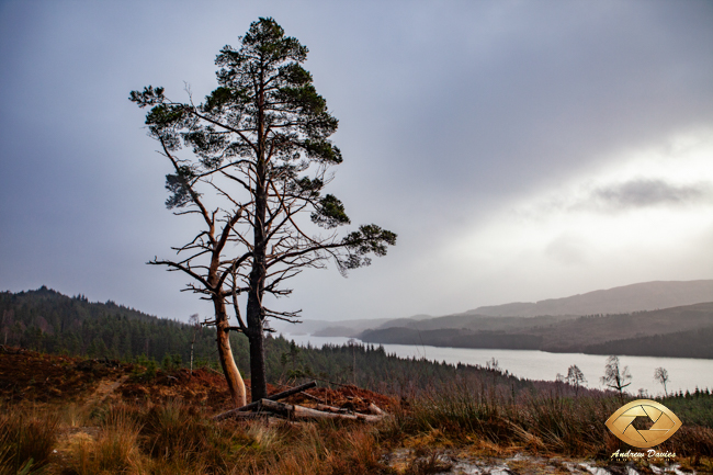Scottish Pine Cairngorms Mountain range print